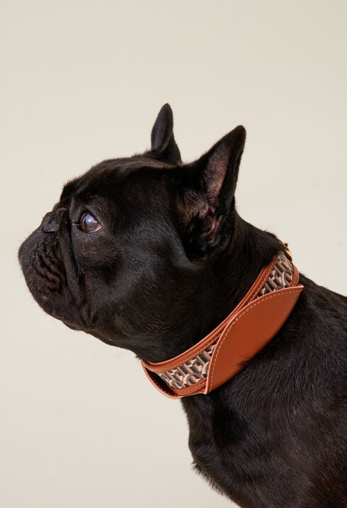 Monogrammed CP dog collar
