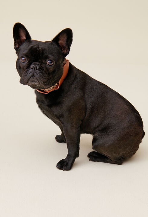 Monogrammed CP dog collar