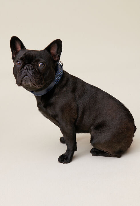 Monogrammed CP dog collar